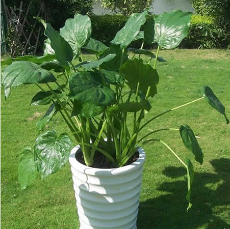 大型滴水觀音（滴水蓮、天芋）