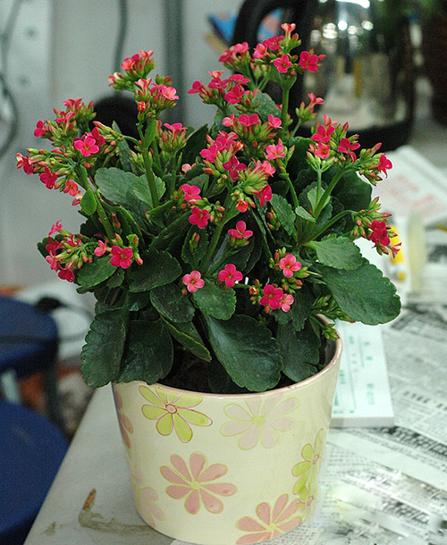 長壽花（壽星花、假川蓮、圣誕伽）