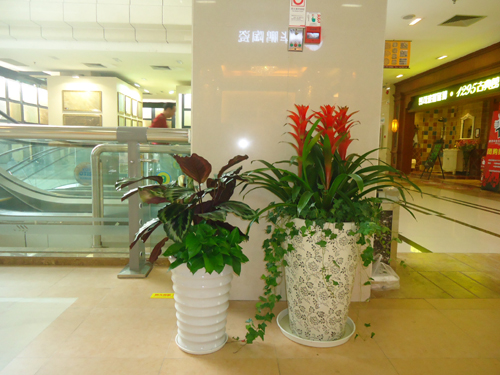 重慶植物租賃室內裝飾租擺