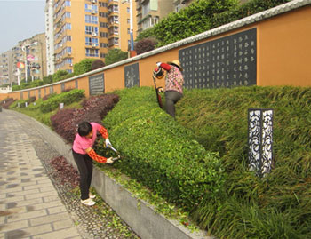 綠化養護中修剪