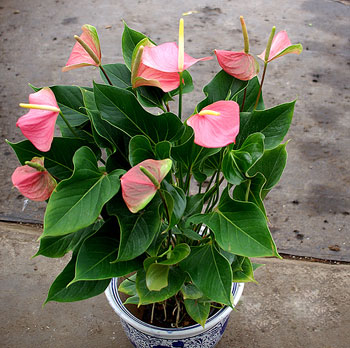 粉掌（花燭、安祖花）