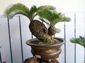 如何種出漂亮柚子盆栽，需多久可以發(fā)芽？