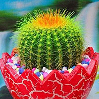 重慶植物租賃-哪些植物有益健康？