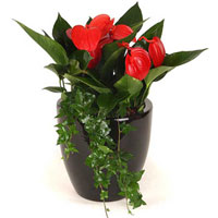 綠植租擺常用花卉之紅掌養護
