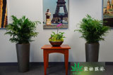 植物花卉租擺之居室養花禁忌