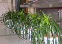 重慶植物租擺--常見植物花卉養(yǎng)護(hù)要略