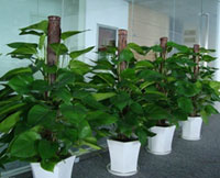 空調(diào)室內(nèi)適合放哪些花卉植物與管理