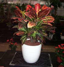 植物租賃變葉木