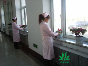 重慶某三甲醫院植物租擺案例