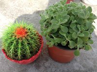 孕婦適合養什么植物？