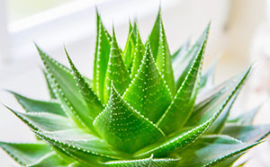 常見植物生長喜好以及功效