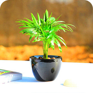 袖珍椰子--花木綠植知識介紹