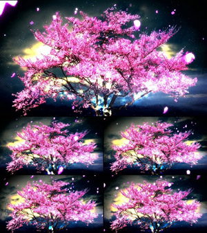 關于櫻花的那些
