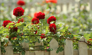 關于薔薇花