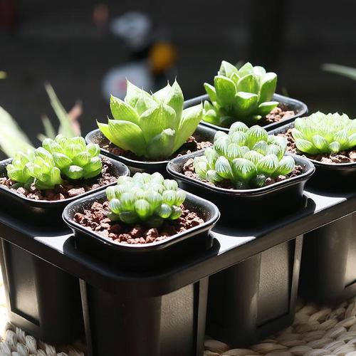 這些常見花卉容易枯萎的原因是什么？有什么處理辦法？