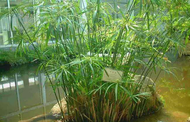 綠植葉片養護的四個要點