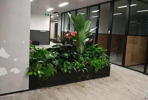 辦公場合的植物租賃方法