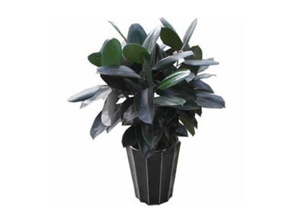 植物花卉租賃合同怎么寫？