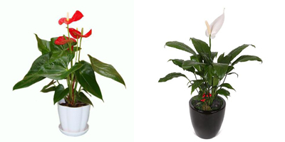 重慶植物租擺相關信息