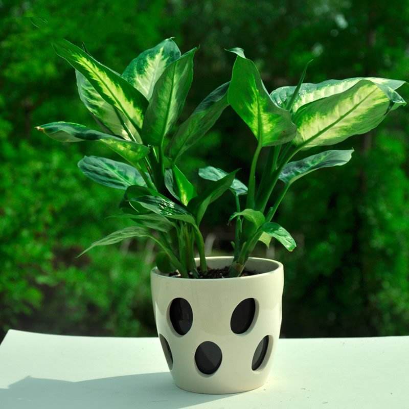 20種室內植物養護秘籍大放送！
