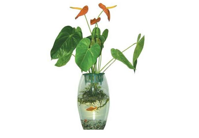 花市哪些植物更受歡迎？