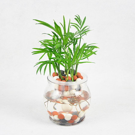 綠植租賃——如何預防水培植物爛根