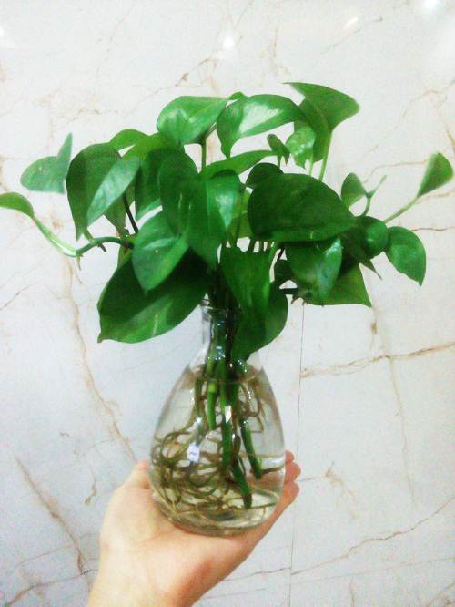 植物租擺：盆栽綠蘿養護方法