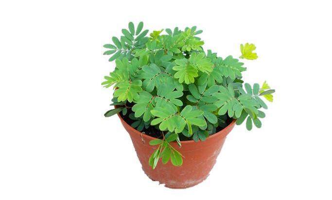 植物租賃知識：臥室不能擺放哪些植物