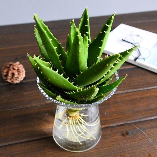 辦公室綠植為什么越養越黃