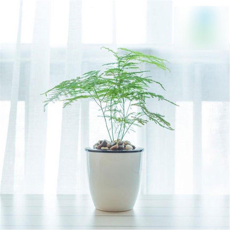 如何選擇植物租擺公司？