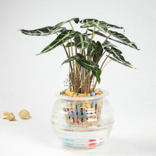小仙女植物的養殖方法
