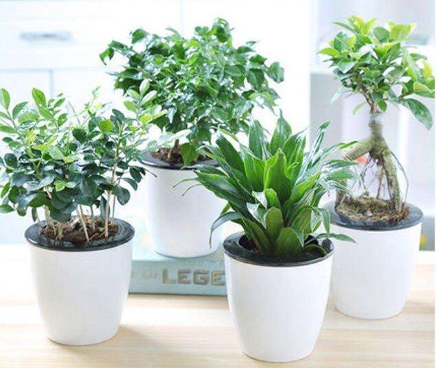 辦公室常用的綠化植物有哪些？