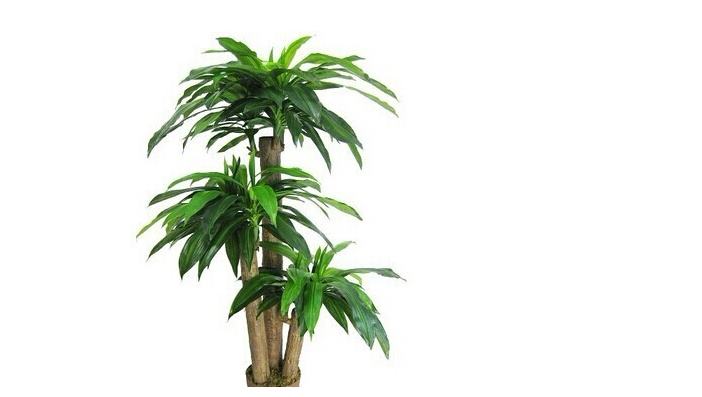 重慶植物出租有哪些優勢？