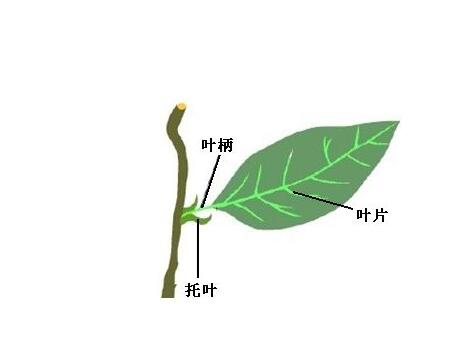 葉柄是植物身上那個部位？