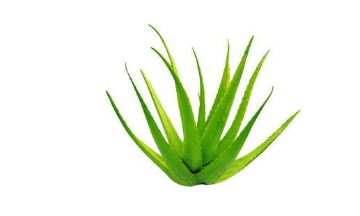 辦公室植物租賃原則