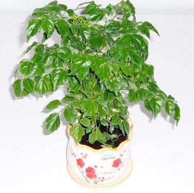 為什么客戶愿意選擇藍怡園林租賃植物？
