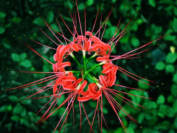 天氣冷了，鮮花應該如何養護？