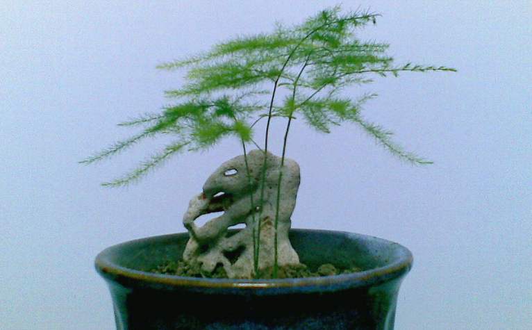 嫌花長得慢，試試養這些花！