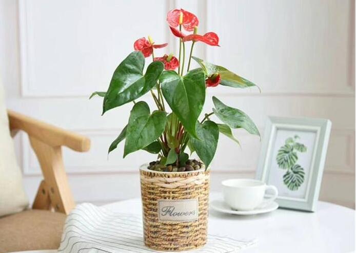 綠植租擺有哪些好處？