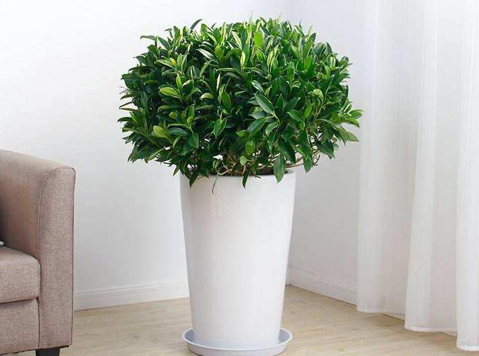 冬天室內(nèi)植物如何度過寒冬？