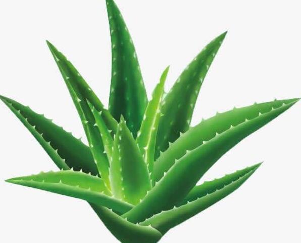 哪些植物防輻射作用比較好？