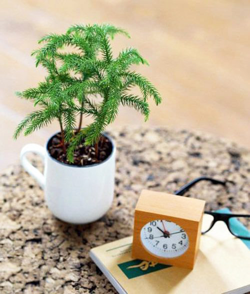 植物發黃的重大原因！