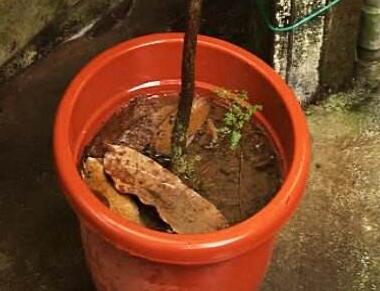 租擺綠植養(yǎng)護(hù)過(guò)程中澆水過(guò)多怎么辦？