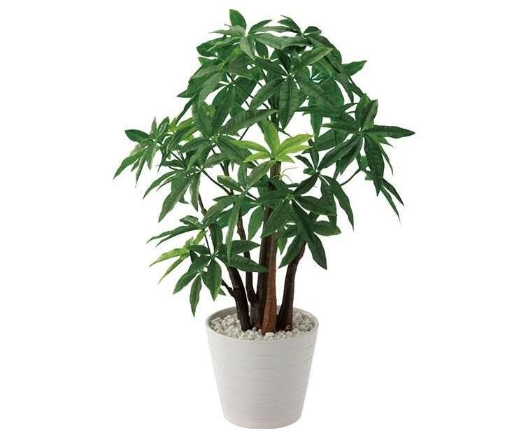 辦公室植物租賃養(yǎng)護(hù)的基本要點(diǎn)有哪些？