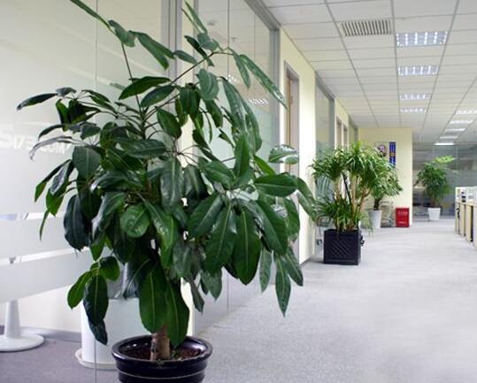 空調房植物如何應該如何養護？