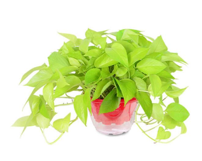 辦公室租賃植物的費用貴不貴？