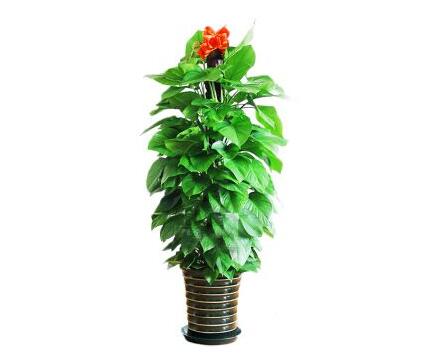 重慶綠植租擺的誤區講解