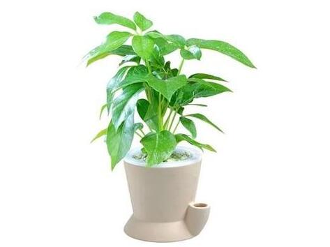 招財綠植擺放風水以及綠植租賃的調節作用講解