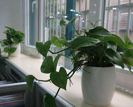室內租擺植物光線不佳如何解決？