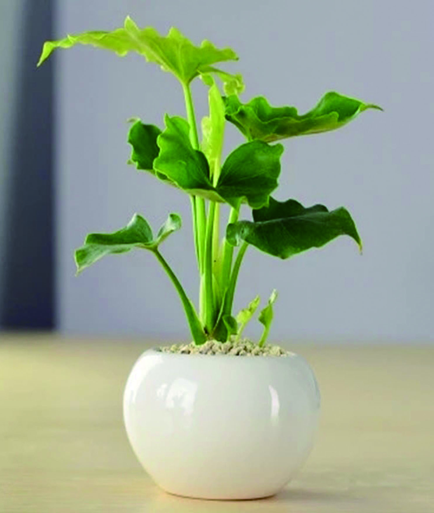 適合擺放在衛生間的植物